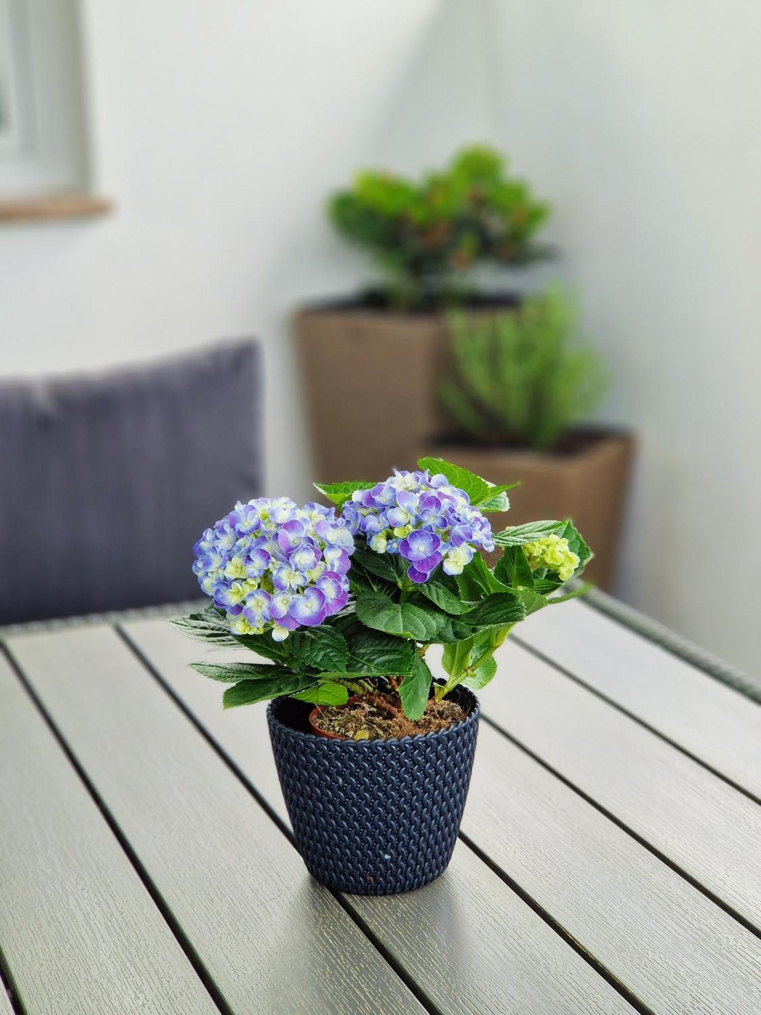 Apartment Jasna *